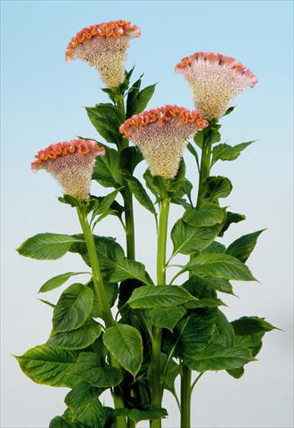 Photos von Blumenvarianten benutzt als: Topf und Beet Celosia cristata Bombay Fisal