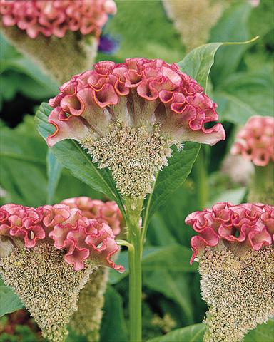Photos von Blumenvarianten benutzt als: Topf und Beet Celosia cristata Bombay Pink