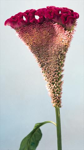 Photos von Blumenvarianten benutzt als: Topf und Beet Celosia cristata Bombay Velvet