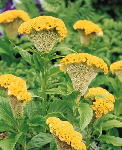 Photos von Blumenvarianten benutzt als: Topf und Beet Celosia cristata Bombay Yellow Gold
