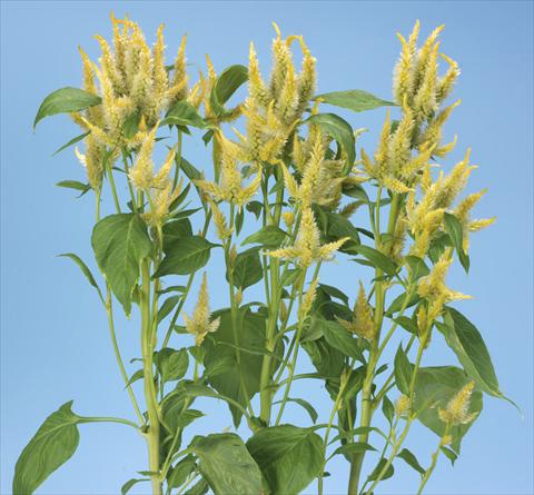 Photos von Blumenvarianten benutzt als: Topf und Beet Celosia spicata Celway Lemon Yellow