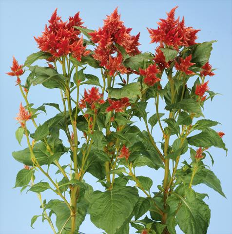 Photos von Blumenvarianten benutzt als: Topf und Beet Celosia spicata Celway Orange