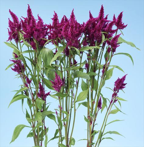 Photos von Blumenvarianten benutzt als: Topf und Beet Celosia spicata Celway Purple