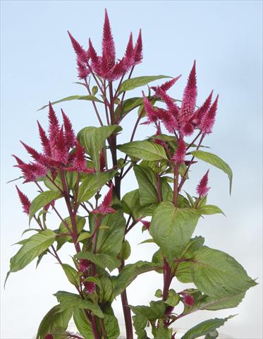 Photos von Blumenvarianten benutzt als: Topf und Beet Celosia spicata Celway Red