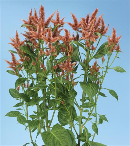 Photos von Blumenvarianten benutzt als: Topf und Beet Celosia spicata Celway Terracotta