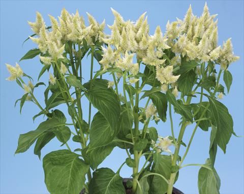Photos von Blumenvarianten benutzt als: Topf und Beet Celosia spicata Celway White