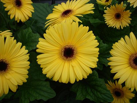 Photos von Blumenvarianten benutzt als: Topf und Beet Gerbera jamesonii Mega Revolution Golden Yellow Dark Centre