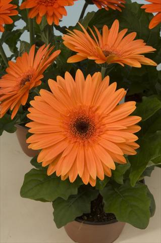 Photos von Blumenvarianten benutzt als: Topf und Beet Gerbera jamesonii Mega Revolution Orange Dark Centre
