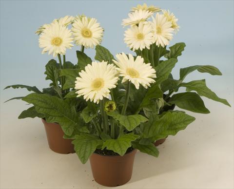 Photos von Blumenvarianten benutzt als: Topf und Beet Gerbera jamesonii Mega Revolution White
