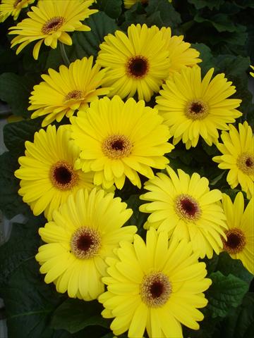 Photos von Blumenvarianten benutzt als: Topf und Beet Gerbera jamesonii Mega Revolution Yellow Shades