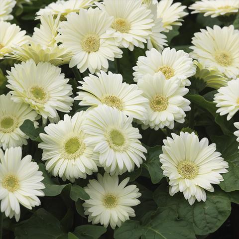 Photos von Blumenvarianten benutzt als: Topf und Beet Gerbera jamesonii Mini Revolution White