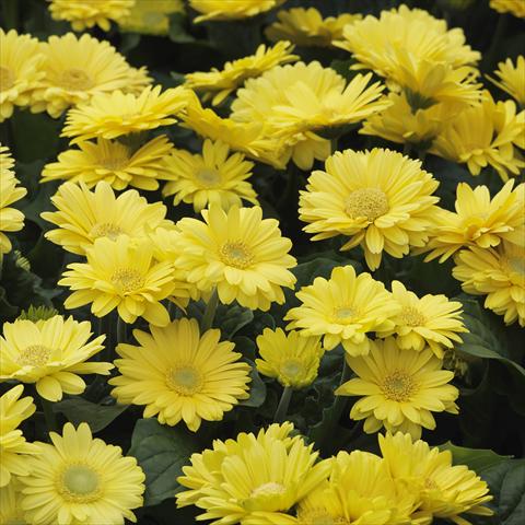 Photos von Blumenvarianten benutzt als: Topf und Beet Gerbera jamesonii Mini Revolution Yellow