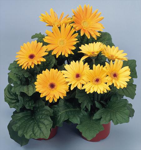 Photos von Blumenvarianten benutzt als: Topf und Beet Gerbera jamesonii Revolution Golden Yellow Shades