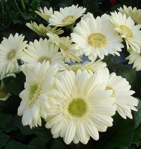 Photos von Blumenvarianten benutzt als: Topf und Beet Gerbera jamesonii Revolution White