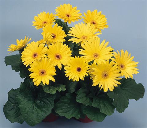 Photos von Blumenvarianten benutzt als: Topf und Beet Gerbera jamesonii Revolution Yellow Dark Centre