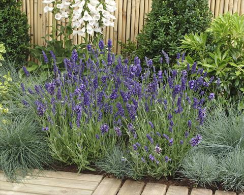 Photos von Blumenvarianten benutzt als: Topf und Beet Lavandula angustifolia Ellagance Purple