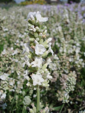 Photos von Blumenvarianten benutzt als: Topf und Beet Lavandula angustifolia Ellagance Snow