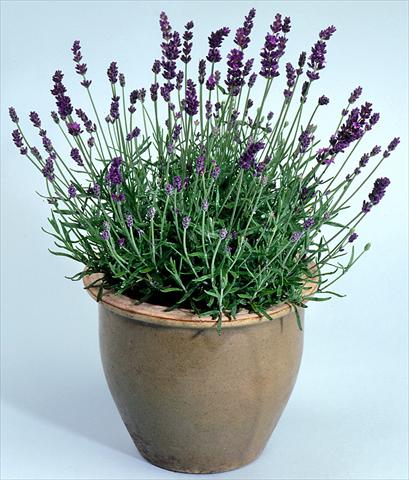 Photos von Blumenvarianten benutzt als: Topf und Beet Lavandula angustifolia Lavance Purple