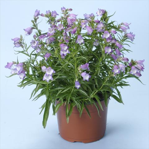 Photos von Blumenvarianten benutzt als: Topf und Beet Penstemon x mexicali Carillo Purple