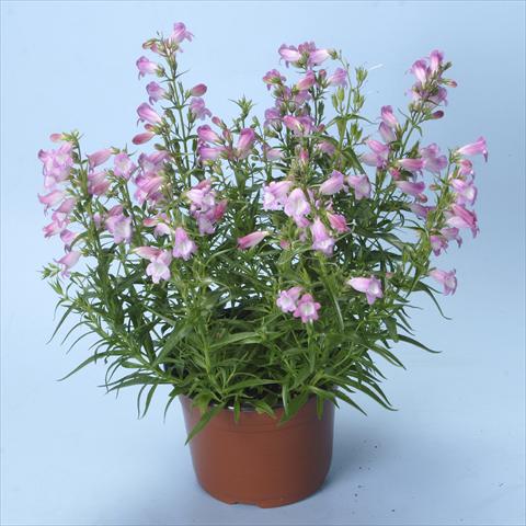 Photos von Blumenvarianten benutzt als: Beet- / Rabattenpflanze Penstemon x mexicali Carillo Rose