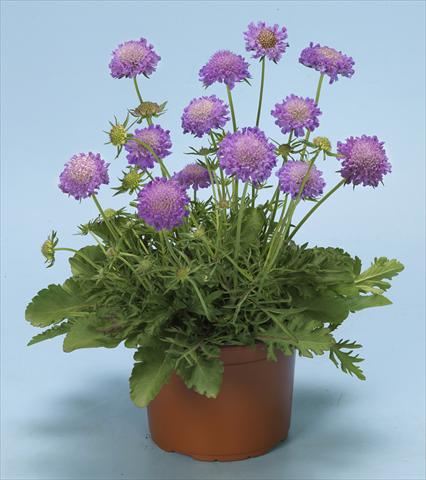 Photos von Blumenvarianten benutzt als: Beet- / Rabattenpflanze Scabiosa columbaria Blue Note