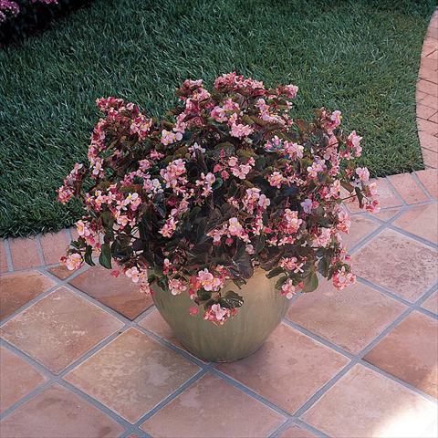 Photos von Blumenvarianten benutzt als: Topf und Beet Begonia x hybrida Baby Wing Pink