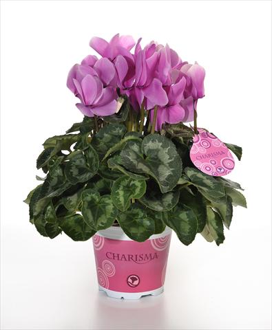 Photos von Blumenvarianten benutzt als: Topf und Beet Cyclamen persicum Charisma F1