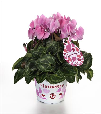 Photos von Blumenvarianten benutzt als: Topf und Beet Cyclamen persicum mini Mini Flamenco F1