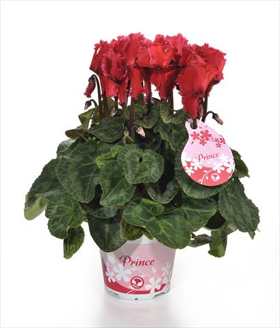 Photos von Blumenvarianten benutzt als: Topf und Beet Cyclamen persicum Prince F1