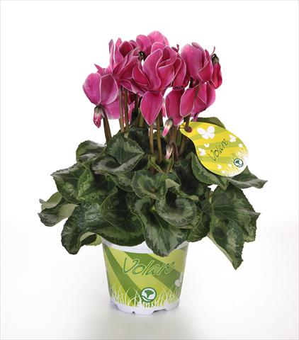 Photos von Blumenvarianten benutzt als: Topf und Beet Cyclamen persicum Volare Fantasia F1