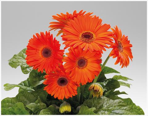 Photos von Blumenvarianten benutzt als: Topf und Beet Gerbera jamesonii Royal Deep Orange Dark Eye