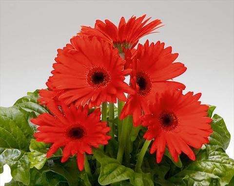 Photos von Blumenvarianten benutzt als: Topf und Beet Gerbera jamesonii Royal F1 Orange Scarlet dark Eye