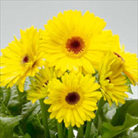 Photos von Blumenvarianten benutzt als: Topf und Beet Gerbera jamesonii Royal F1 Yellow dark eye