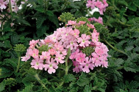 Photos von Blumenvarianten benutzt als: Topf, Terrasse, Ampel. Verbena hybrida Shangri-La® Light Pink Scented