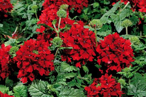 Photos von Blumenvarianten benutzt als: Topf, Terrasse, Ampel. Verbena hybrida Shangri-La® Velvet Scarlet