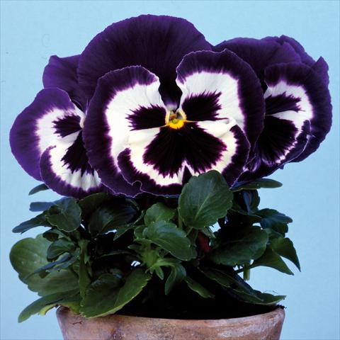 Photos von Blumenvarianten benutzt als: Topf und Beet Viola wittrockiana Big Sun F1 Blue Top