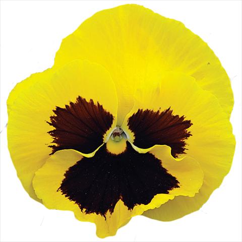Photos von Blumenvarianten benutzt als: Topf und Beet Viola wittrockiana Big Sun F1 Yellow Blotch