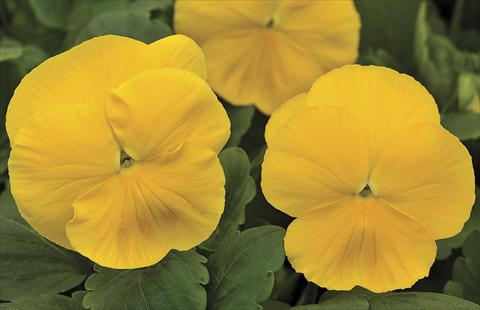 Photos von Blumenvarianten benutzt als: Topf und Beet Viola wittrockiana Big Sun F1 Yellow
