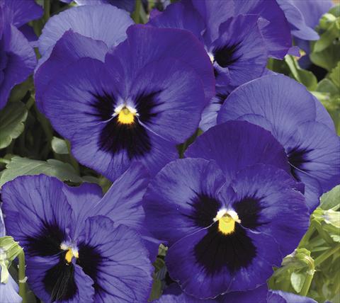 Photos von Blumenvarianten benutzt als: Topf und Beet Viola wittrockiana Moon Blue Blotch