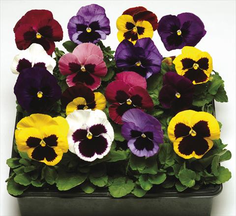 Photos von Blumenvarianten benutzt als: Topf und Beet Viola wittrockiana Moon Mix Blotch