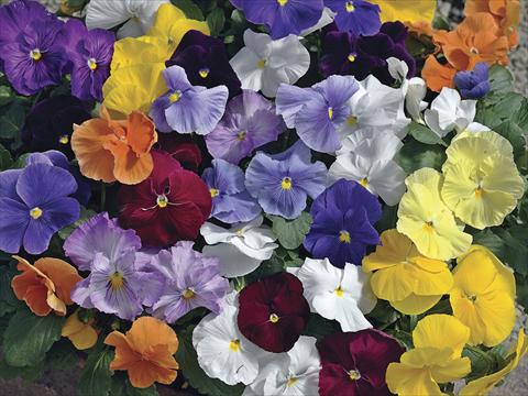 Photos von Blumenvarianten benutzt als: Topf und Beet Viola wittrockiana Moon Mix Clear Colours