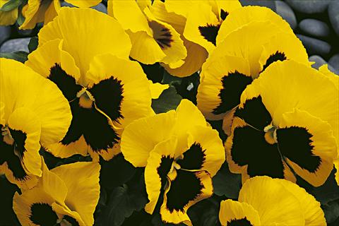 Photos von Blumenvarianten benutzt als: Topf und Beet Viola wittrockiana Moon Yellow Blotch