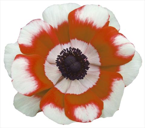 Photos von Blumenvarianten benutzt als: Topf und Beet Anemone coronaria L. Garden Mistral Plus® Bicolore intense