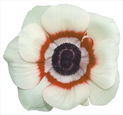 Photos von Blumenvarianten benutzt als: Topf und Beet Anemone coronaria L. Garden Mistral Plus® Bicolore soft