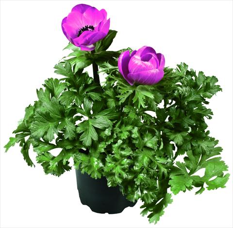 Photos von Blumenvarianten benutzt als: Topf und Beet Anemone coronaria L. Garden Mistral Plus® Fucsia
