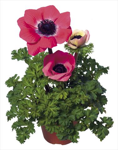 Photos von Blumenvarianten benutzt als: Topf und Beet Anemone coronaria L. Garden Mistral Plus® Rosa shocking