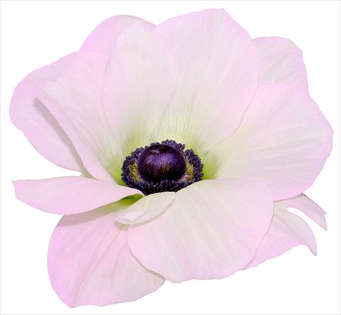 Photos von Blumenvarianten benutzt als: Topf und Beet Anemone coronaria L. Mistral® Rosa chiaro fioritura invernale