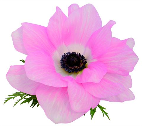 Photos von Blumenvarianten benutzt als: Topf und Beet Anemone coronaria L. Mistral® Rosa chiaro fioritura primaverile