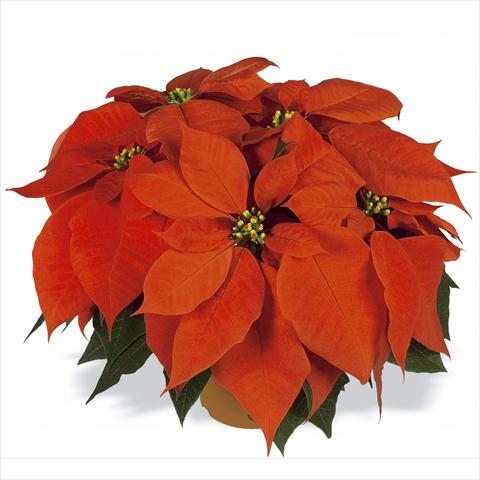 Photos von Blumenvarianten benutzt als: Topf Poinsettia - Euphorbia pulcherrima RED FOX Flame