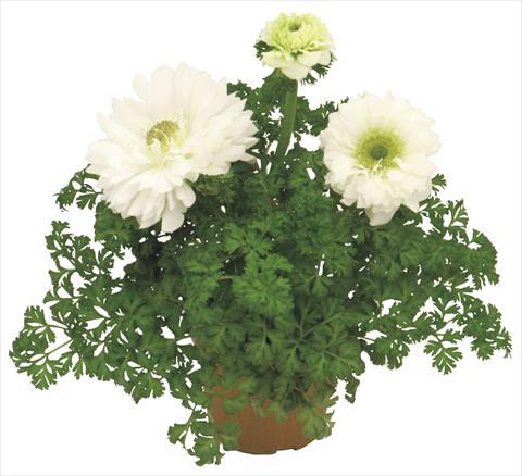Photos von Blumenvarianten benutzt als: Topf und Beet Anemone coronaria L. Pandora® Bianco doppio